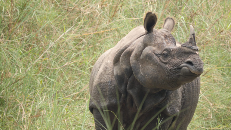 parc national de chitwan safari népal