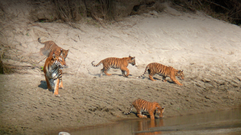 Groupe de tigre du bengale Parc National de Bardia
