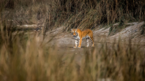 tigre du bengale dans le parc national de Bardia