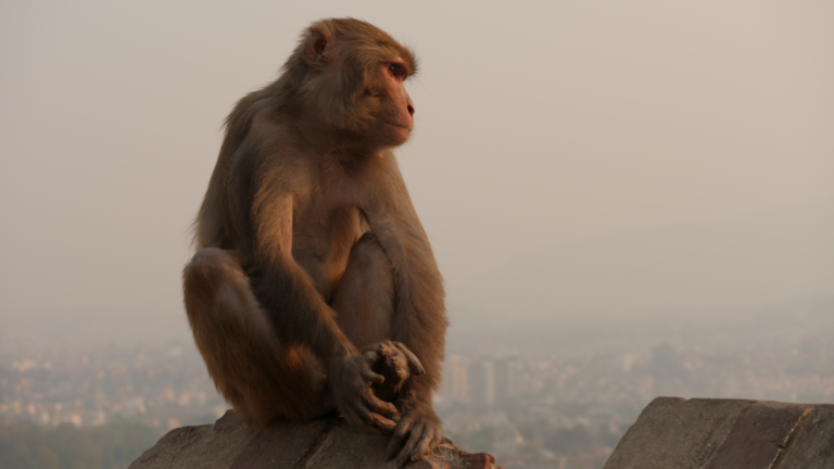 Singe - monkey temple Katmandou