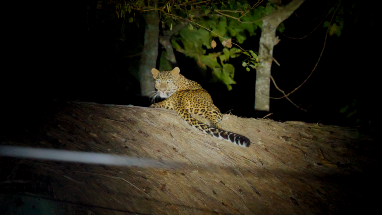 Leopard au parc National de Bardia