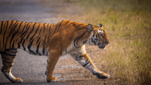 Tigre de Bardia National Park