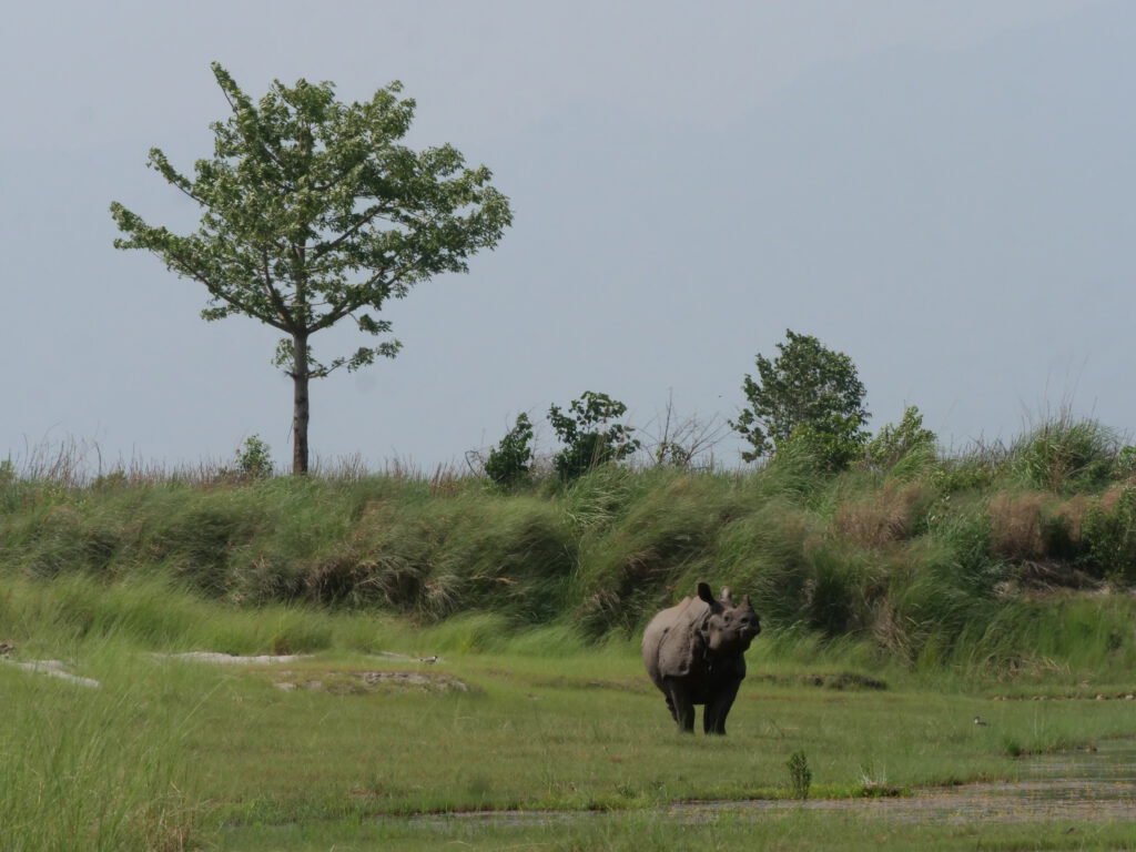 Rhinoceros indien Parc national de Bardia