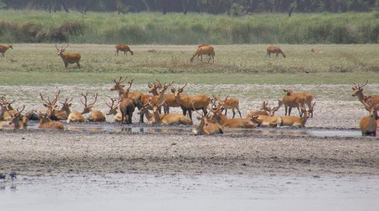 Suklaphanta Nation park elephant cerf