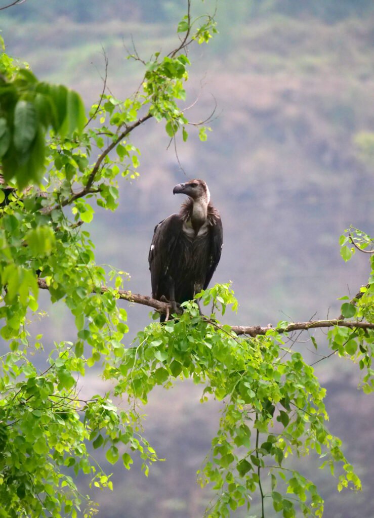 Vautours himalaya
