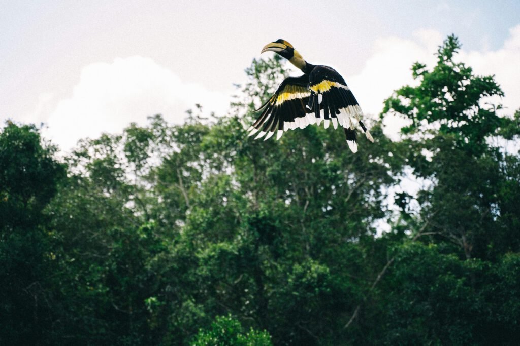 Great hornbill Parc national de Bardia