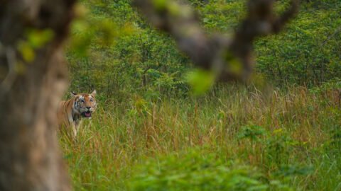 Le Safari Éthique au Népal : Pourquoi privilégier la Jeep et la marche ?