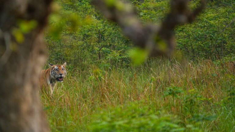 Tigre du Bengale dans le Terai