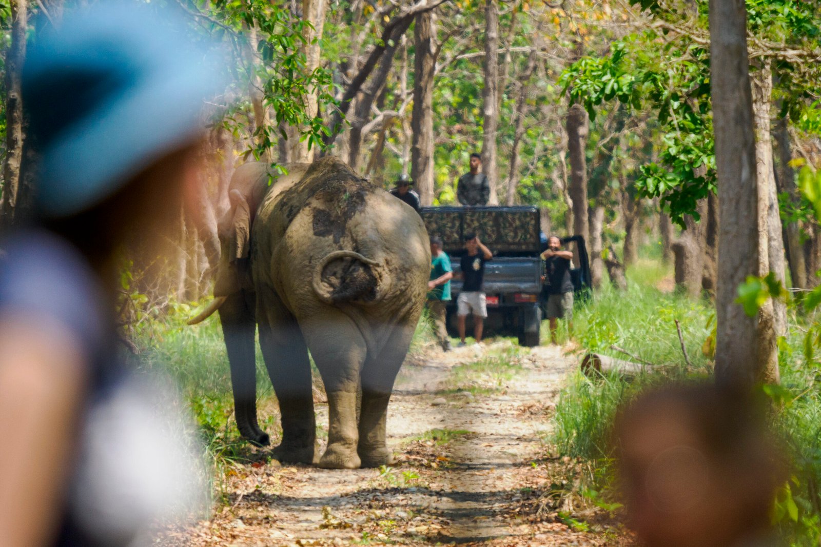 Safari Photo au Népal : Conseils, matériel et meilleurs spots (2026)