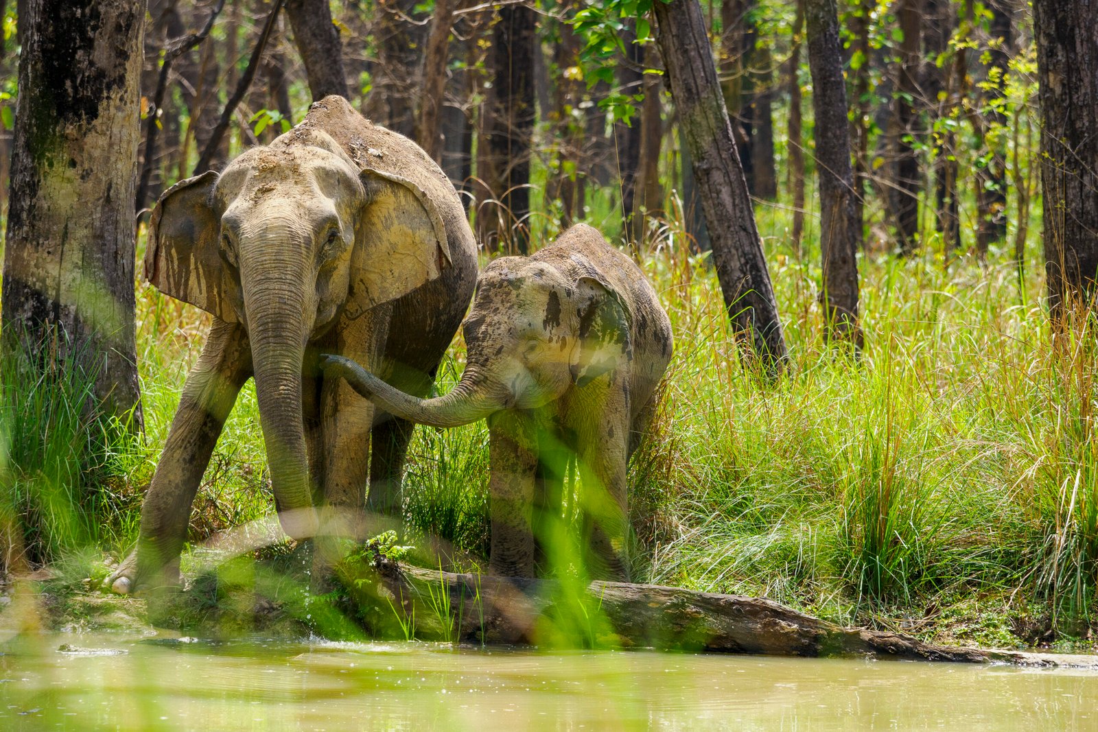 Safari Népal en famille : Guide pratique et sécurité (2026)