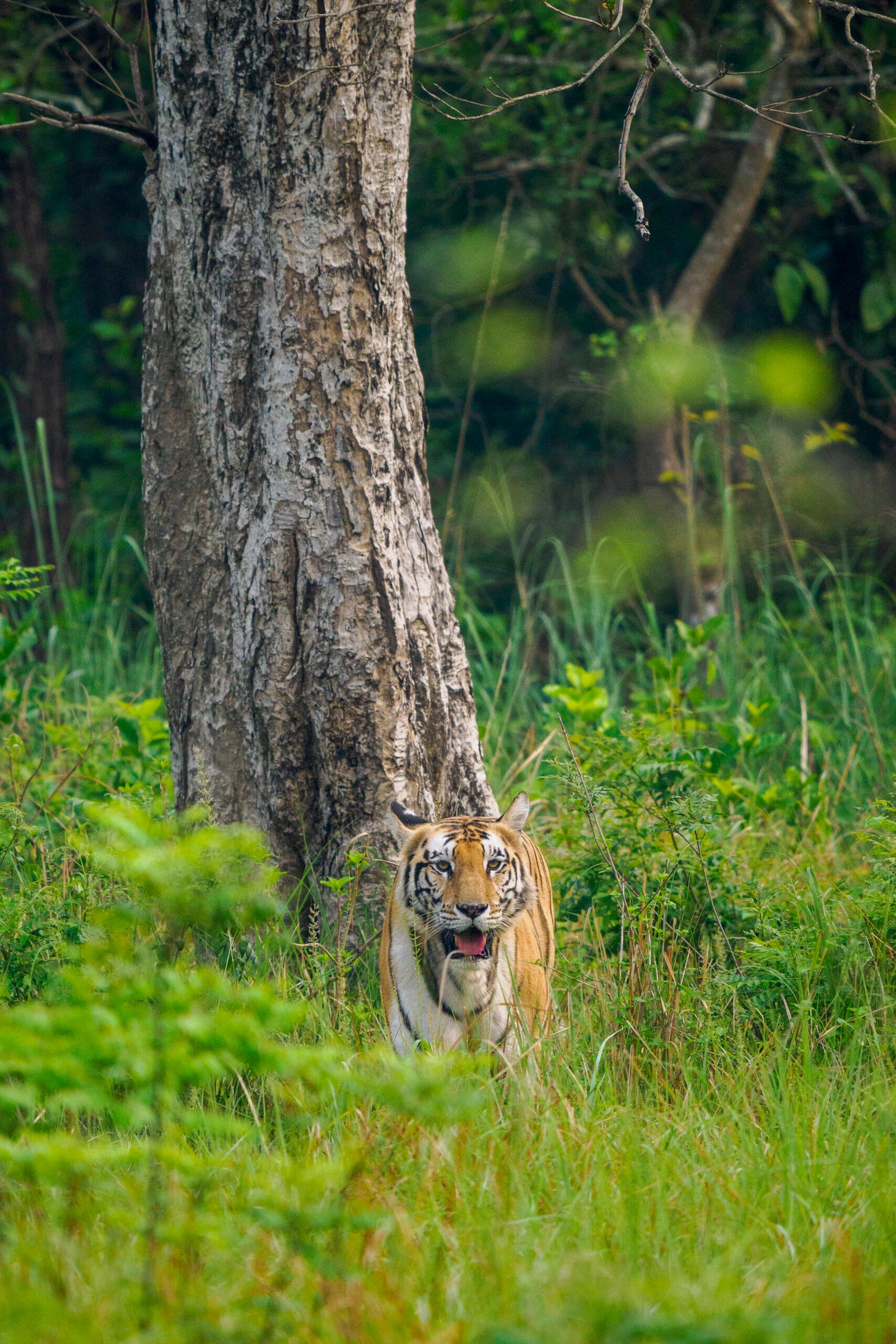 safari photo népal, gros plan majestueux sur un tigre du Bengale à Bardia