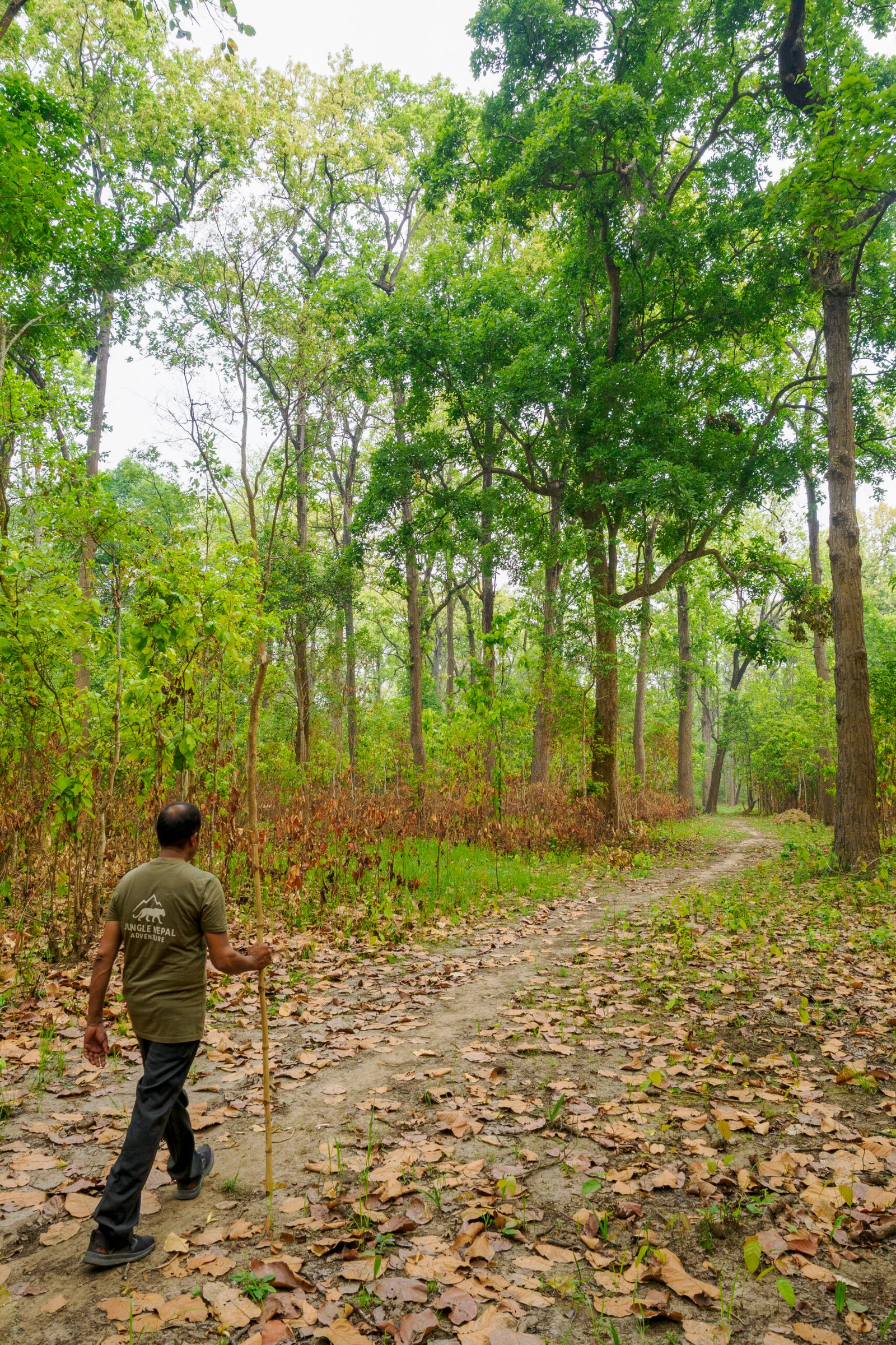 Guide naturaliste Jungle Nepal Adventure ouvrant la marche dans la forêt de sal du Teraï, Népal