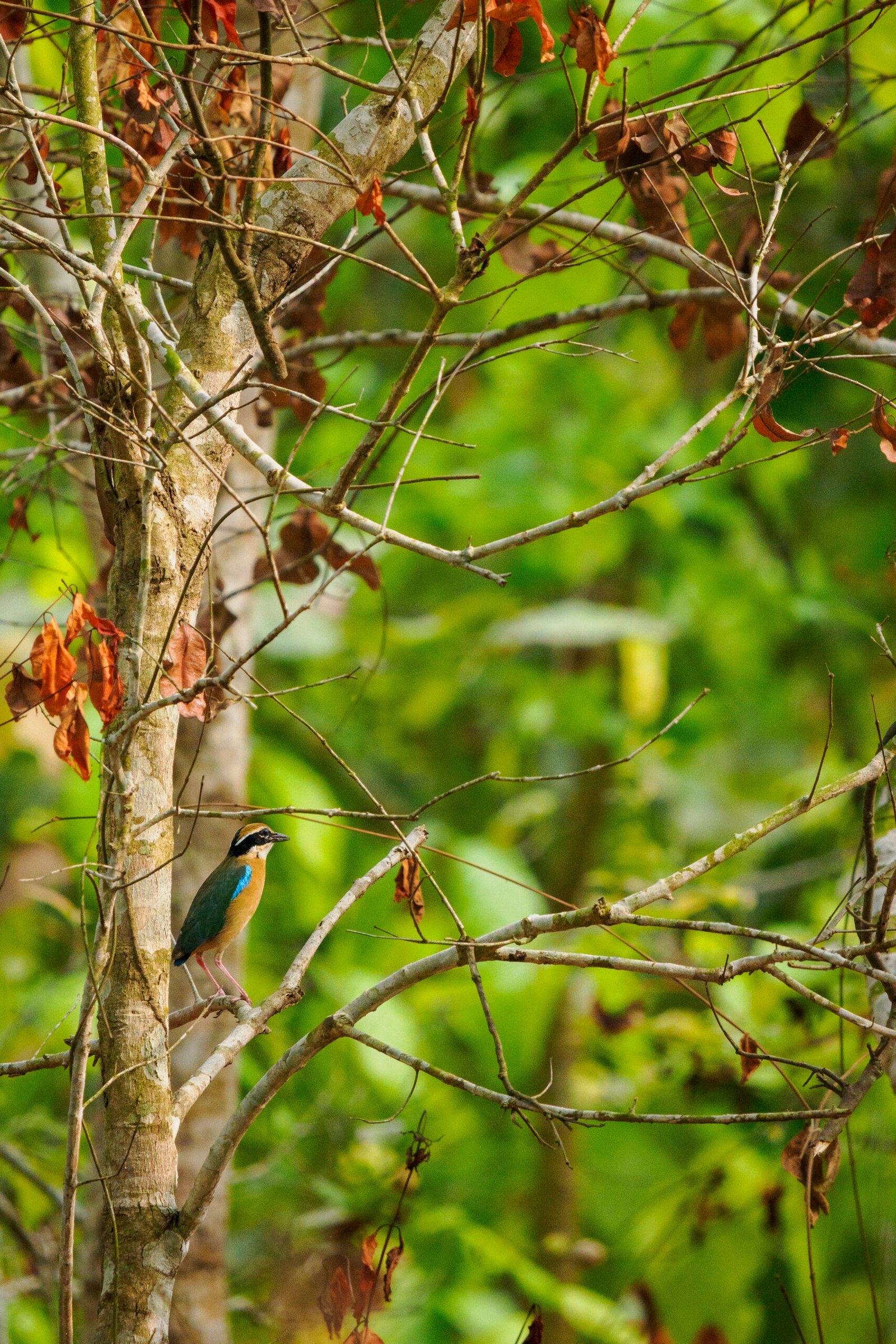 safari photo népal, brève du Bengale posée dans la forêt subtropicale