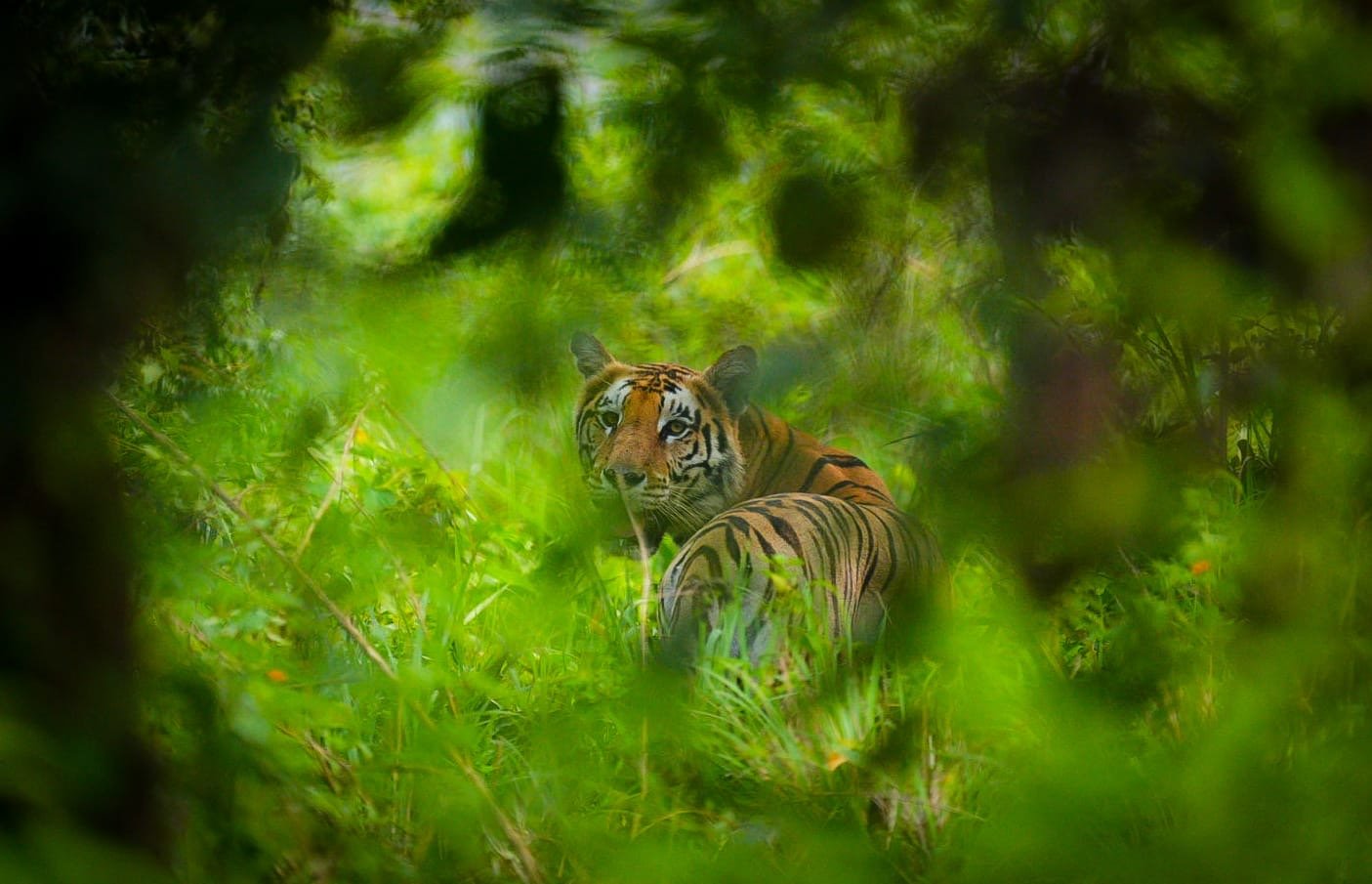 Agence Safari Népal Francophone : L&rsquo;Expertise Jungle Nepal Adventure