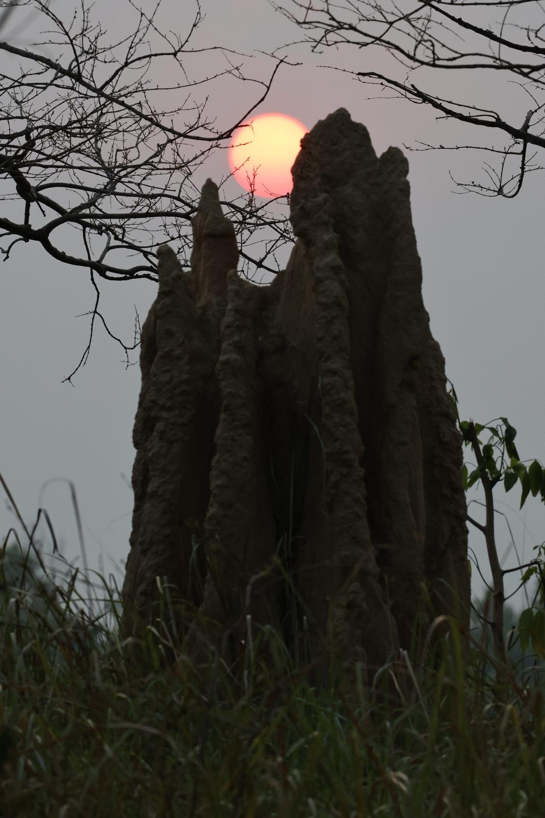 Termitière géante au crépuscule dans la jungle népalaise